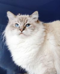 AIVEY Blue mitted tabby