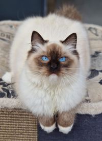 MARLEY seal mitted